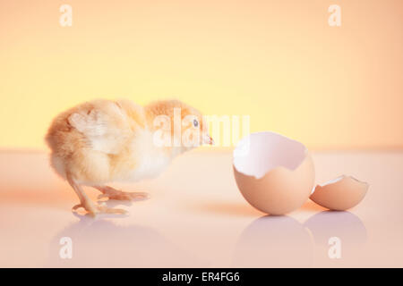 Fresco pulcino tratteggiata guardando al suo uovo Foto Stock