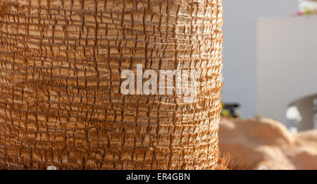 Palm tree texture di sfondo Foto Stock