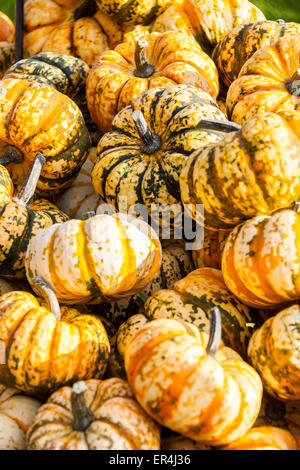 Halloween Halloween grande zucca cucurbita zucche dal raccolto autunnale su un mercato Foto Stock