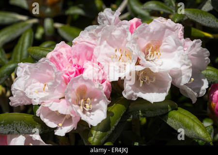 Fiori di Primavera del sagomata arbusto sempreverde, rododendro yakushimanum 'Koichiro Wada' Foto Stock