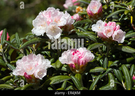 Fiori di Primavera del sagomata arbusto sempreverde, rododendro yakushimanum 'Koichiro Wada' Foto Stock