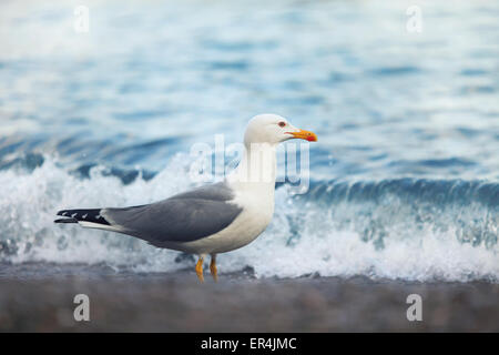 Seagull sulla riva Foto Stock