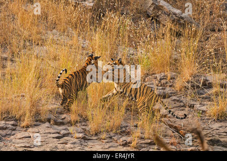 Due Wild tigre del Bengala cubs scherzosamente il combattimento su una collina rocciosa in Ranthambhore riserva della tigre Foto Stock