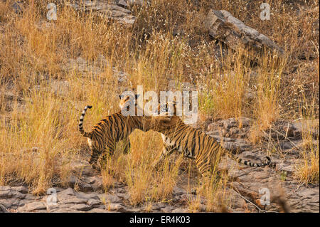 Due Wild tigre del Bengala cubs scherzosamente il combattimento su una collina rocciosa in Ranthambhore riserva della tigre Foto Stock