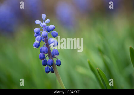 Uva giacinti fiori dettaglio Foto Stock