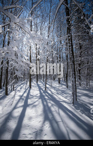 Sun & ombre nella foresta innevata Foto Stock