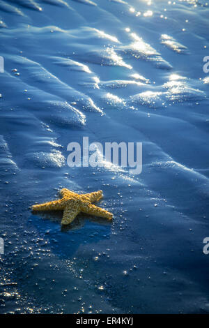 Starfish sulla sabbia blu Foto Stock