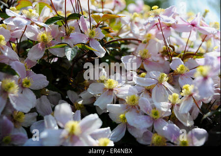 La clematide montana, noto come Himalayan Clematis o clematide Anemone, è un inizio di fioritura delle piante del genere la clematide. Foto Stock