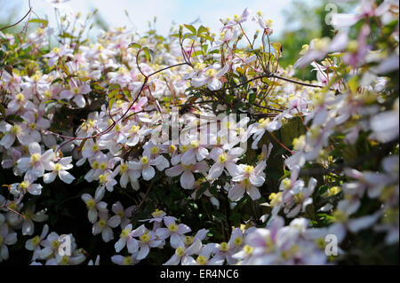 La clematide montana, noto come Himalayan Clematis o clematide Anemone, è un inizio di fioritura delle piante del genere la clematide. Foto Stock