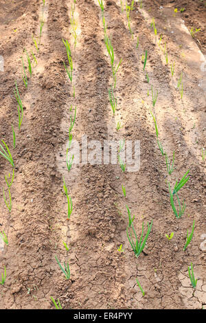 Cipolla verde su letti Foto Stock