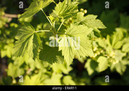 Il verde delle foglie di ribes nero a molla Foto Stock