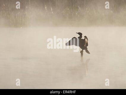 Adulto grande cormorano (Phalacrocorax carbo) appollaiato su un moncone nel mezzo di un lago di nebbia Foto Stock
