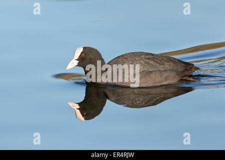 Comune folaga (fulica atra) nuoto su un lago Foto Stock