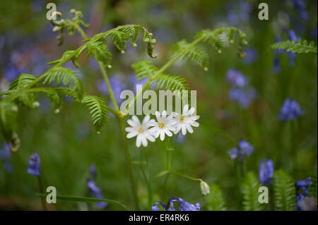 A piedi attraverso bluebell legno, brynberian pembrokeshire Foto Stock