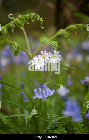 A piedi attraverso bluebell legno, brynberian pembrokeshire Foto Stock