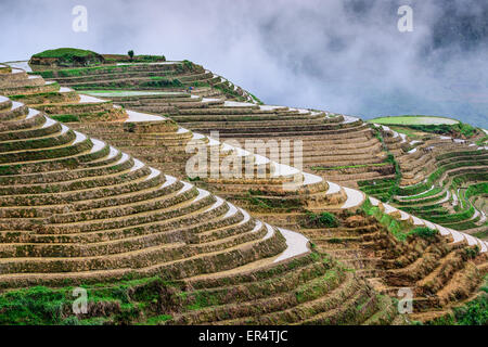 Yaoshan montagna, Guilin, Cina hillside terrazze di riso paesaggio. Foto Stock