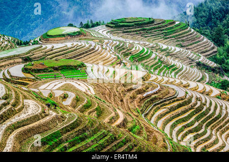 Yaoshan montagna, Guilin, Cina hillside terrazze di riso paesaggio. Foto Stock