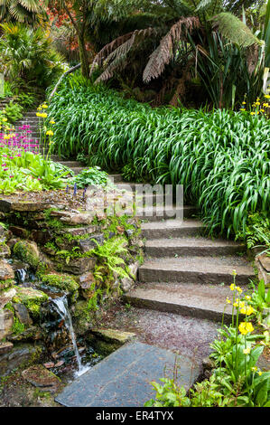 Bellissimo giardino di flusso a Trebah gardens molla con colorati Primulas e verde accanto alla procedura. Foto Stock