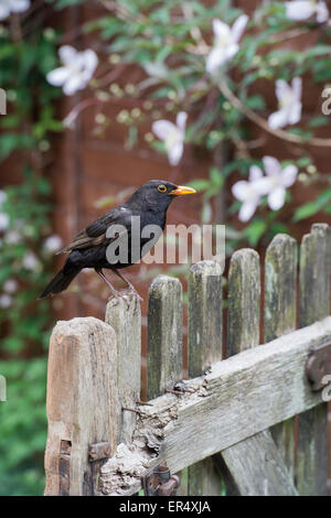 Merlo su un vecchio giardino di legno gate. Regno Unito Foto Stock