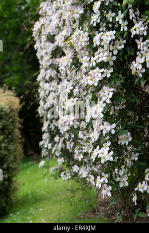 La clematide montana var. rubens "Elizabeth". La clematide Montana Elisabetta fiori in un giardino Foto Stock