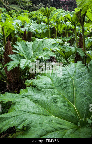 Foglie grandi di un Gunnera Manicata in giardini vicino a Falmouth in Cornovaglia. Foto Stock