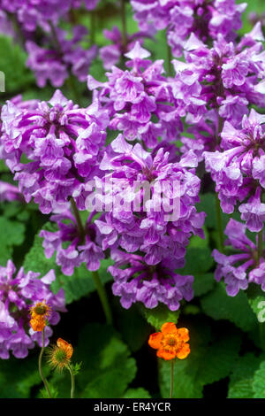 Stachys macrantha 'Superba' Foto Stock