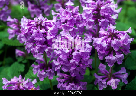 Big Betony Betonica macrantha 'Superba' Foto Stock