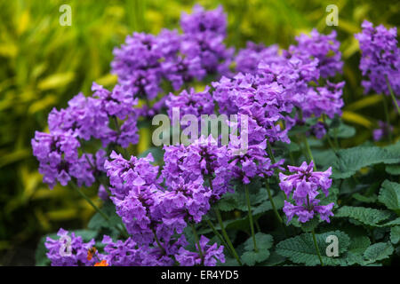 Stachys macrantha 'Superba' grande betonia Foto Stock