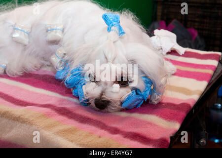 Cane maltese in attesa in bigodini. Crufts 2014 al NEC di Birmingham, Regno Unito. 8th marzo 2014 Foto Stock