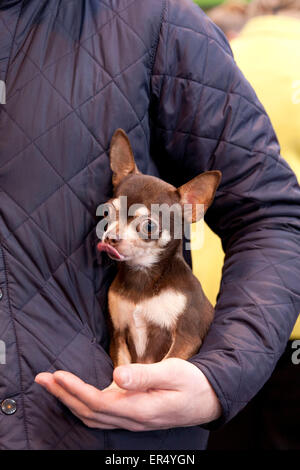 Primo piano di un cane chihuahua tenuto nel braccio dei proprietari. Crufts 2014 al NEC di Birmingham, Regno Unito. 8th marzo 2014 Foto Stock