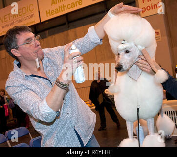 Barboncino bianco standard con pigtail. Crufts 2014 al NEC di Birmingham, Regno Unito. 8th marzo 2014 Foto Stock