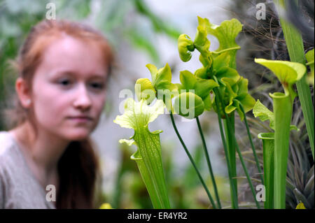 Brno, Repubblica Ceca. 27 Maggio, 2015. Una mostra di piante carnivore presso i Giardini Botanici di Masaryk University di Facoltà di Scienze di Brno, in Repubblica ceca, 27 maggio, 2015. La mostra inizia giovedì, e mostra una delle più grandi collezioni di piante carnivore nel paese. © Vaclav Salek/CTK foto/Alamy Live News Foto Stock