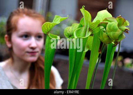 Brno, Repubblica Ceca. 27 Maggio, 2015. Una mostra di piante carnivore presso i Giardini Botanici di Masaryk University di Facoltà di Scienze di Brno, in Repubblica ceca, 27 maggio, 2015. La mostra inizia giovedì, e mostra una delle più grandi collezioni di piante carnivore nel paese. © Vaclav Salek/CTK foto/Alamy Live News Foto Stock