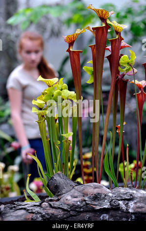 Brno, Repubblica Ceca. 27 Maggio, 2015. Una mostra di piante carnivore presso i Giardini Botanici di Masaryk University di Facoltà di Scienze di Brno, in Repubblica ceca, 27 maggio, 2015. La mostra inizia giovedì, e mostra una delle più grandi collezioni di piante carnivore nel paese. © Vaclav Salek/CTK foto/Alamy Live News Foto Stock