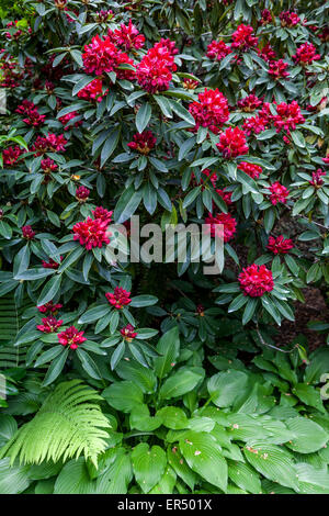Red Rhododendron Robert Croux fiori, felce, hosta foglie, rododendri garden Foto Stock