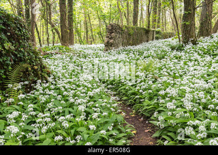 Un display abundany di aglio selvatico (Allium ursinum) linea di fiori i percorsi del Lodge Park di legno in Stackpole, Pembrokeshire. Foto Stock