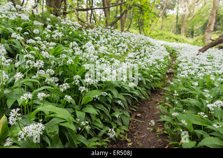 Un display abundany di aglio selvatico (Allium ursinum) linea di fiori i percorsi del Lodge Park di legno in Stackpole, Pembrokeshire. Foto Stock