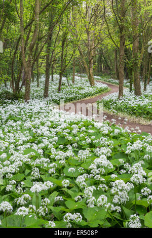 Un display abundany di aglio selvatico (Allium ursinum) linea di fiori i percorsi del Lodge Park di legno in Stackpole, Pembrokeshire. Foto Stock