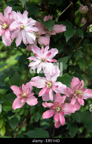 La clematide fiori - Montana "Broughton star' Foto Stock