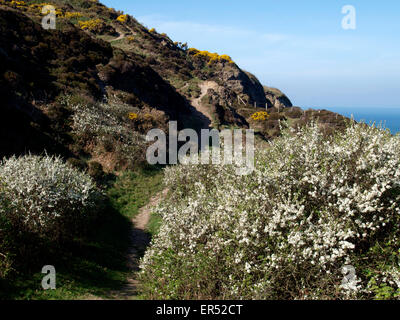 Ginestre e biancospino fioritura lungo la costa sud-ovest percorso, Marsland, Cornwall, Regno Unito Foto Stock