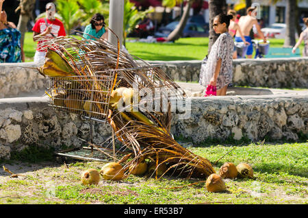 Miami Beach, Florida carrello con noci di cocco Foto Stock