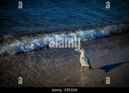 Seagull sulla spiaggia come un'onda lava fino Foto Stock