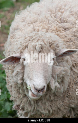 Una pecora mastica un impianto goffamente. Foto Stock