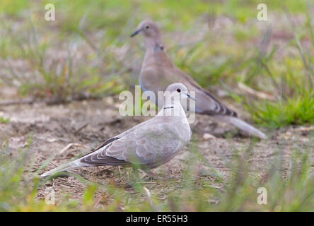 Una coppia di acciuffato-colombe (Streptopelia decaocto) sul terreno tra la vegetazione. Tourterelle turque. Türkentaube. Tórtola turca Foto Stock