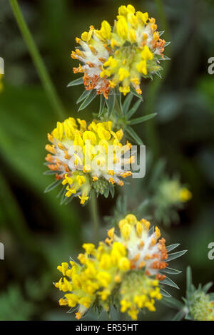 Rene veccia Anthyllis vulneraria fioritura. Foto Stock