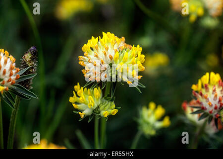 Rene veccia Anthyllis vulneraria fioritura. Foto Stock