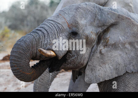 Elephant bere e spandere acqua in Botswana. Foto Stock