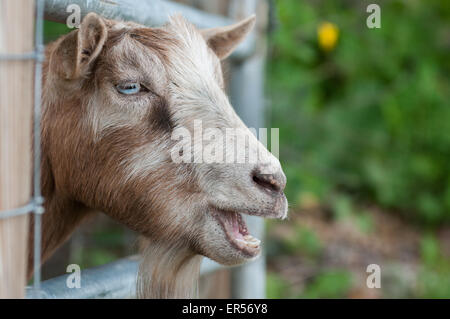 Una capra affiora la sua testa attraverso un cancello in una fattoria del New Hampshire, Stati Uniti d'America. Foto Stock