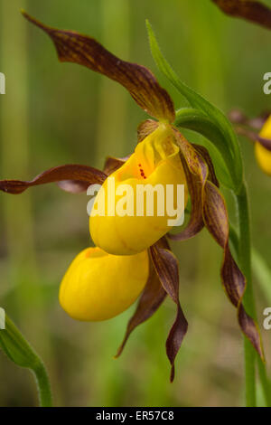 Una coppia di giallo lady pantofola orchidee, Cypripedium calceolus, crescendo nell'Wagner Bog Area Naturale, Alberta. Foto Stock