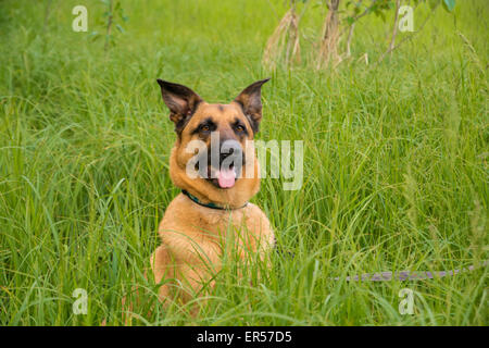 Un pastore tedesco croce dog, canis familiaris lupis, seduta in erba di coda in un prato di fieno, Wagner Bog Area Naturale, Alberta Foto Stock